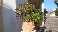 Forio, unser Hotel Tritone