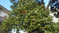 Früchte und Blüten am Orangenbaum