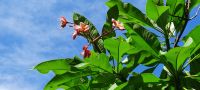 Frangipani