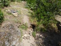 Fumarole im Wald