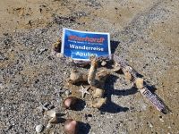 Gargano Strand