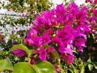 Gargano, Peschici, Bougainvillea