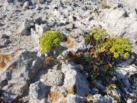 Gargano, Queller