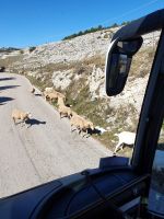 Gargano, Schafe und Ziegen