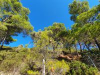Gargano, Wanderung zur Vignanotica Bucht, Nest von Webervögeln