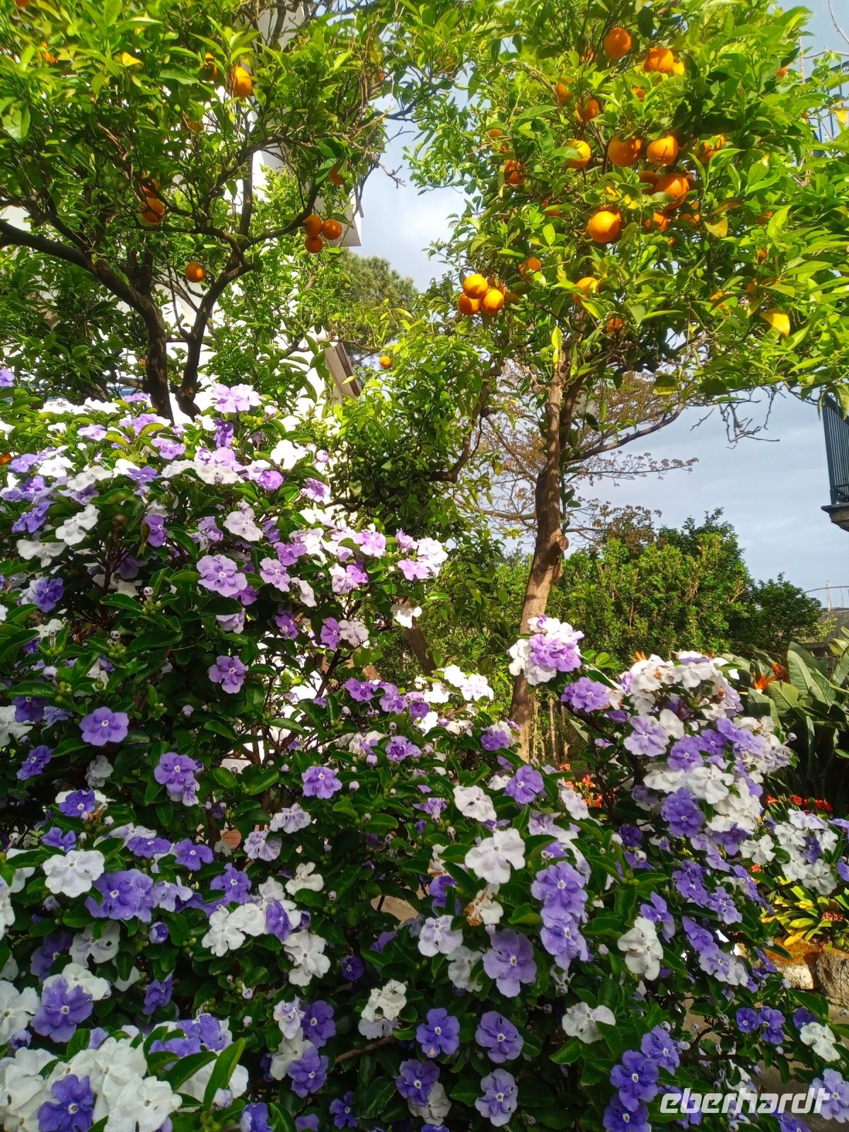 Garten des Hotels Alpha