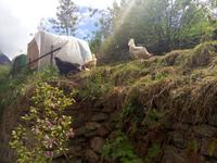 Gasthof