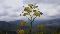 Gerace - mit Ferula 20190421 143920