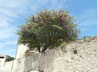Gerace