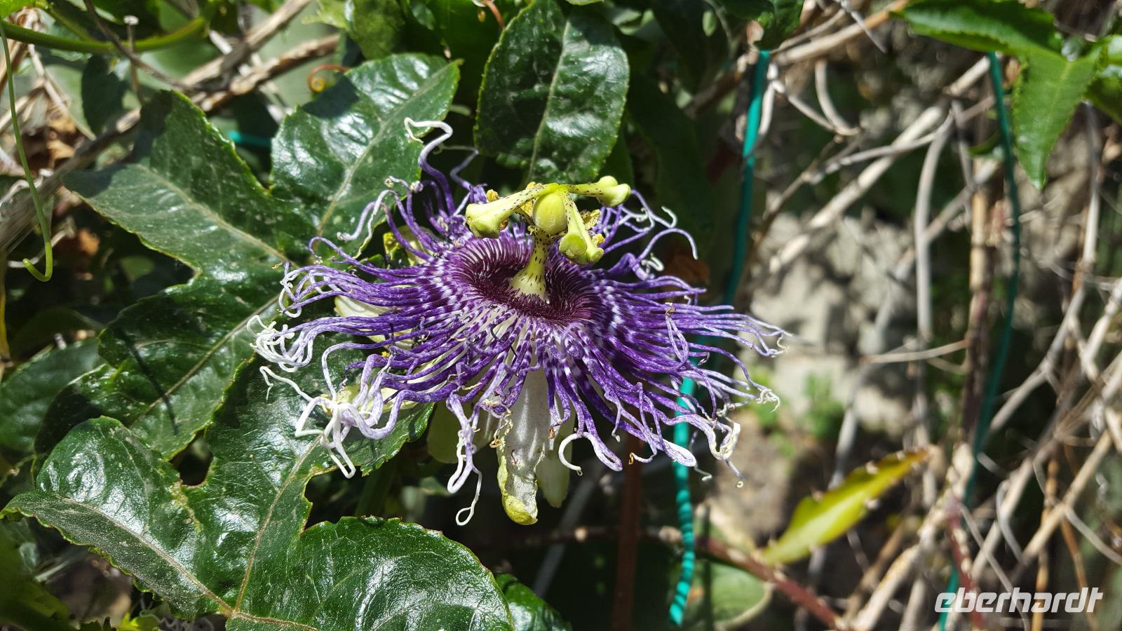 Giardini Ravino