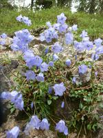 Glockenblume