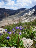 Glockenblumen