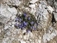 Glockenblumen