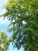 Granatäpfel hängen vom Baum.