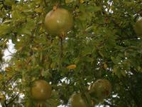 Granatäpfel