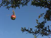 Granatapfel...wie eine Kugel am Weihnachtsbaum
