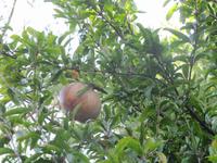 Granatapfel