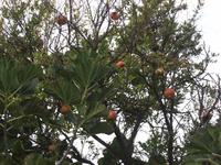 Granatapfelbaum