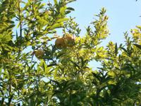 Granatapfelbaum