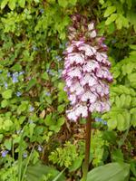 Herrliche Blüte