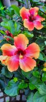 Hibiskus