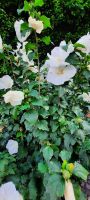 Hibiskus