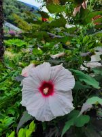 Hibiskus