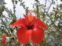 Hibiskusblüte