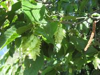 Hopfenbuche