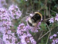 IMG_5962