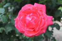 IMG_7393