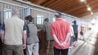 Im Haflinger Gestüt