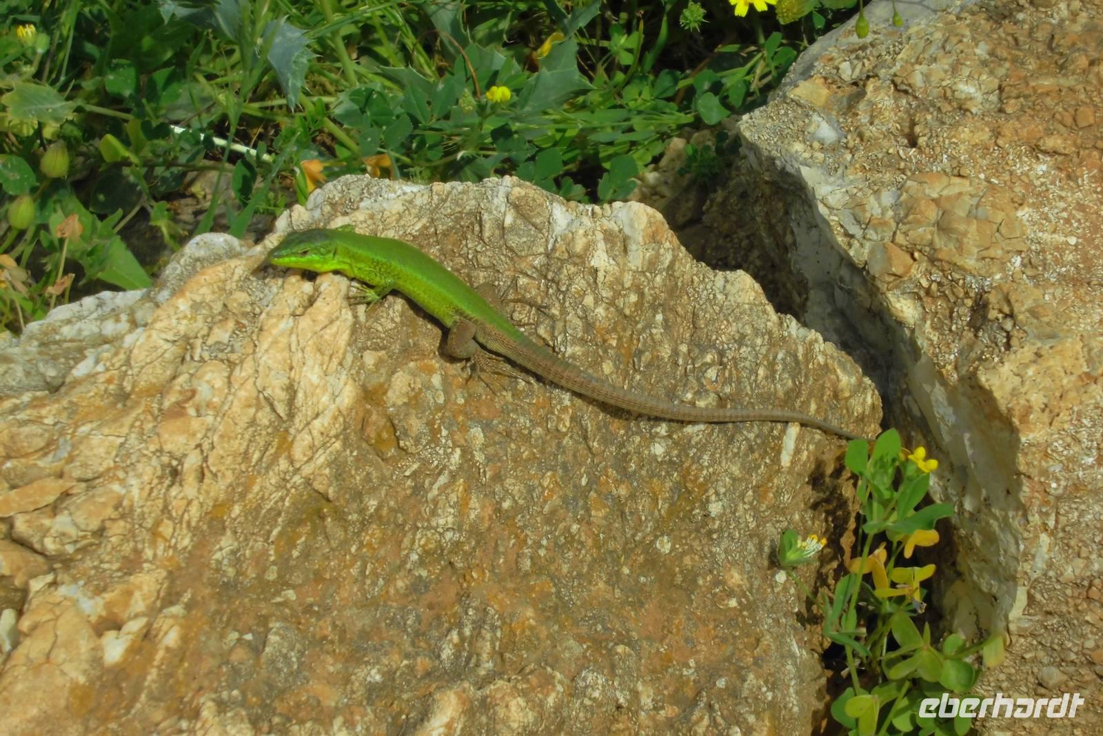 Im Nationalpark Zingaro