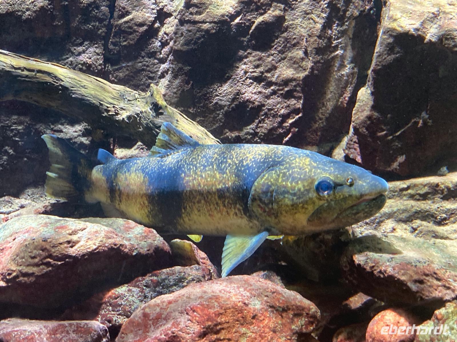 Im Nationalparkhaus mit einheimischen Fischen