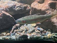 Im Nationalparkhaus mit einheimischen Fischen