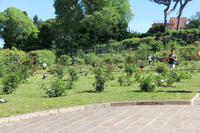 Im Rosengarten auf dem ehemaligen Jüdischen Friedhof