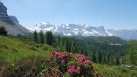 Impressionen - mit Alpenrose