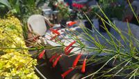 Impressionen aus Ischia