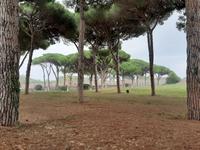 In Ostia Antica.