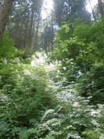 In der Gilfenklamm
