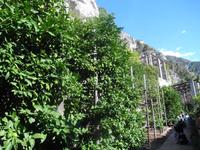 In der Limonaia del Castel