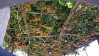 Insel Capri, Kiwi Pergola