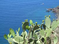 Insel Salina (14)