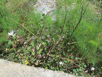 Insel Salina (17)