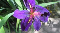 Iris