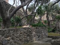 Ischia Ponte