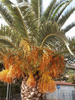 Isola Elba Palme