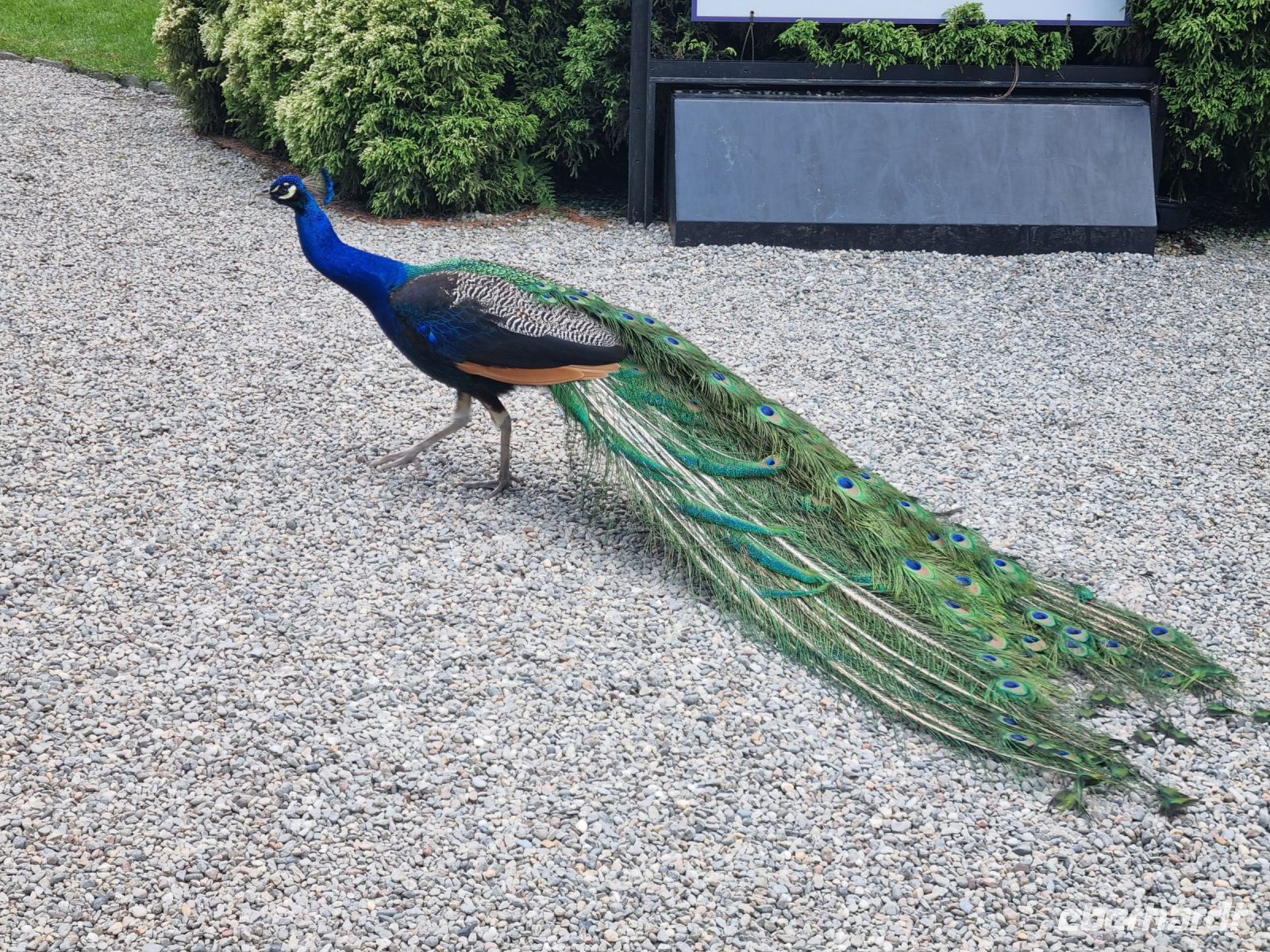 Isola Madre - Pfau