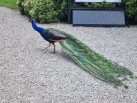 Isola Madre - Pfau