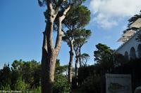 Isola di Capri